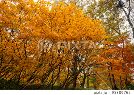 尾瀬の紅葉 尾瀬の紅葉 95389765