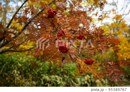 尾瀬の紅葉 尾瀬の紅葉 95389767