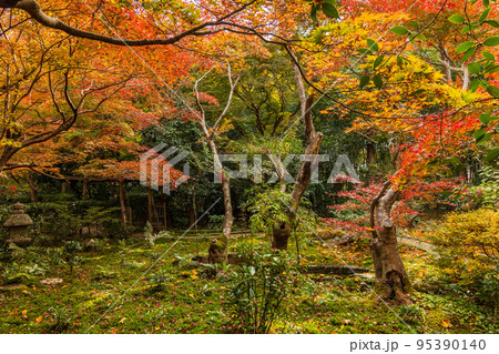 京都嵐山の秋　紅葉の厭離庵　庭園 95390140