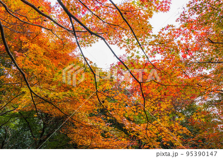 京都嵐山の秋　紅葉の厭離庵 95390147