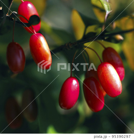 サンシュユ 実 か 95390297