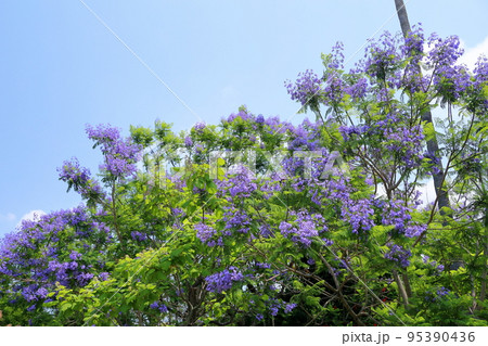 ジャカランダの花 95390436