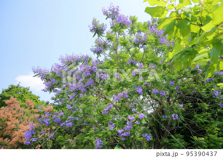 ジャカランダの花 95390437