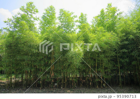 若竹 とうちく 若竹 とうちく 95390713