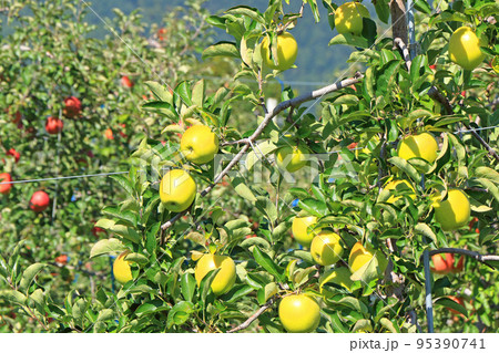 収穫前のリンゴ 収穫前のリンゴ 95390741