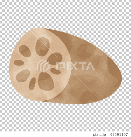 水彩・手描き風 レンコンのイラスト素材 水彩・手描き風 レンコンのイラスト素材 95391107