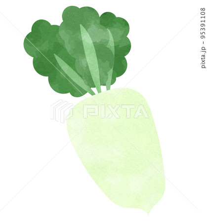 水彩・手描き風 大根のイラスト素材 水彩・手描き風 大根のイラスト素材 95391108