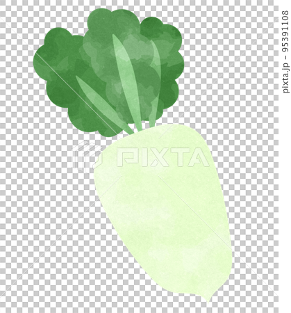 水彩・手描き風 大根のイラスト素材 水彩・手描き風 大根のイラスト素材 95391108
