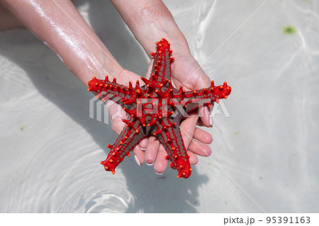 A lot of colorful beautiful starfish lying on the bottom in the blue ocean.  95391163