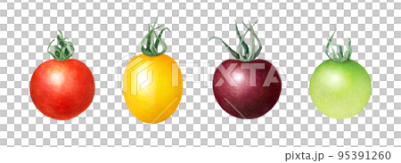 Fresh tomato watercolor illustration_colorful vegetable background_red, yellow, purple, green mini tomatoes 95391260