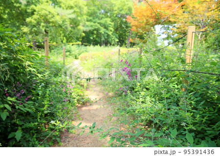 ハギの花 95391436
