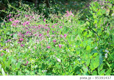 ハギの花 ハギの花 95391437