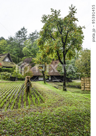 秋を迎えた飛騨の里（雨天） 95391455