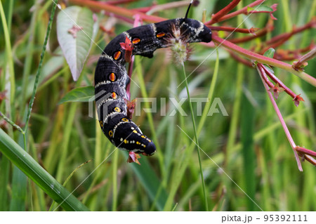 害虫セスジスズメ幼虫 害虫セスジスズメ幼虫 95392111