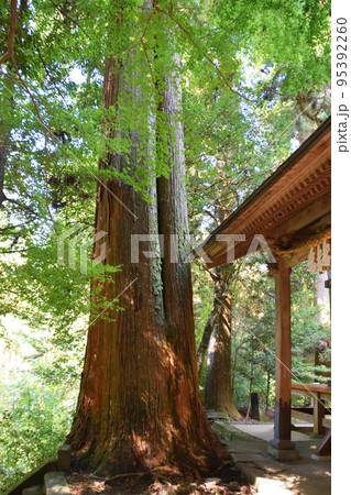 室山熊野神社・御神木 95392260