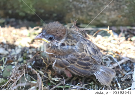 土の上に置き去りにされた子雀 土の上に置き去りにされた子雀 95392645