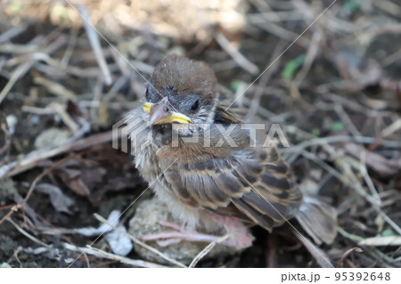 土の上に置き去りにされた子雀 土の上に置き去りにされた子雀 95392648