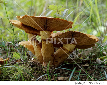 きのこワールド　フウセンタケ科オオワライダケ 95392723