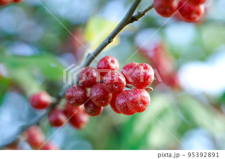 秋茱萸の実 秋茱萸の実 95392891