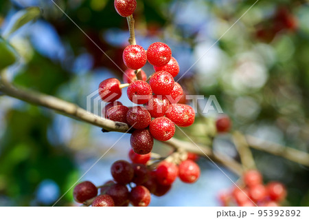 秋茱萸の実 95392892