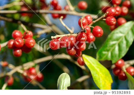 秋茱萸の実 秋茱萸の実 95392893