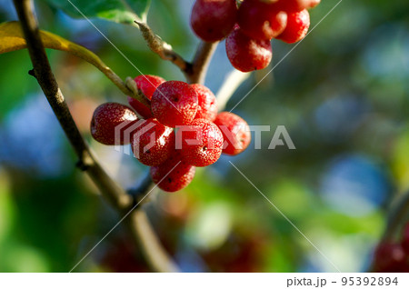 秋茱萸の実 95392894