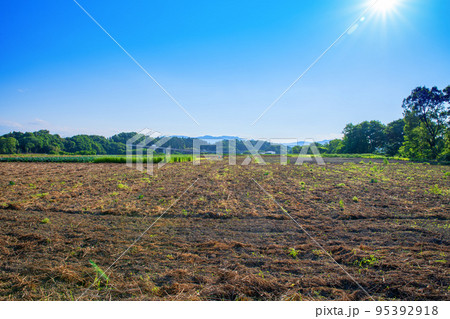 関越道花園IC付近 農耕地の風景 初夏の季節 関越道花園IC付近 農耕地の風景 初夏の季節 95392918