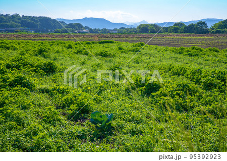 関越道花園IC付近 農耕地の風景 初夏の季節 関越道花園IC付近 農耕地の風景 初夏の季節 95392923