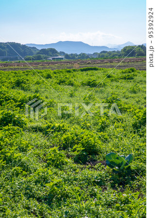 関越道花園IC付近 農耕地の風景 初夏の季節 関越道花園IC付近 農耕地の風景 初夏の季節 95392924