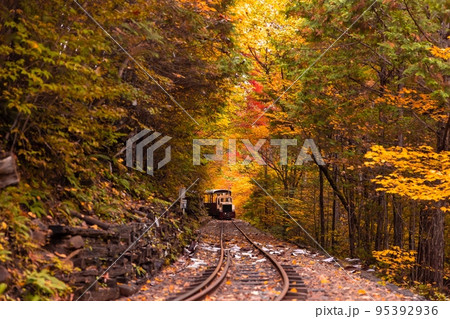 【長野県】赤沢自然休養林の紅葉のトンネルを走る赤沢森林鉄道 95392936
