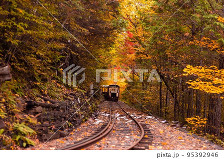 【長野県】赤沢自然休養林の紅葉のトンネルを走る赤沢森林鉄道 95392946