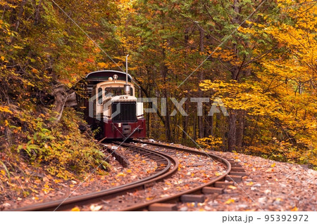 【長野県】赤沢自然休養林の紅葉のトンネルを走る赤沢森林鉄道 95392972