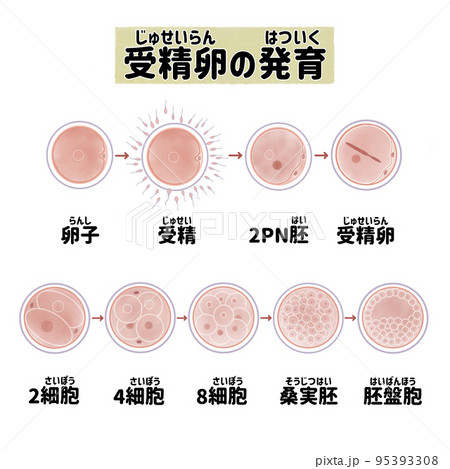 ヒトの受精卵の細胞分裂と成長過程 日本語のイラスト素材 [95393308] - PIXTA