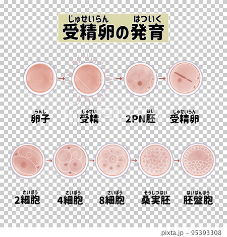 Human fertilized egg cell division and growth process Japanese Human fertilized egg cell division and growth process Japanese 95393308