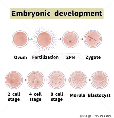 ヒトの受精卵の細胞分裂と成長過程　英語 95393309