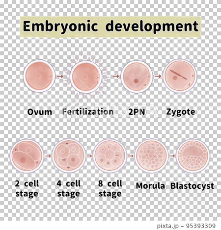 ヒトの受精卵の細胞分裂と成長過程　英語 95393309