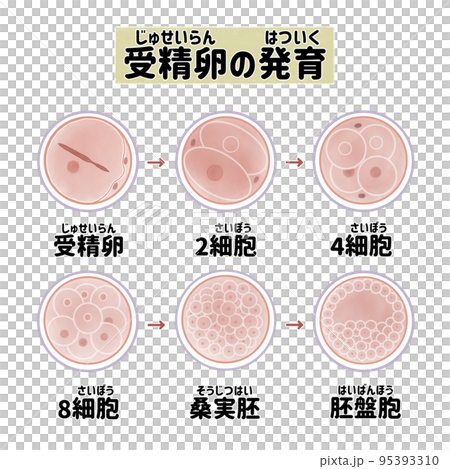 ヒトの受精と受精卵の成長過程 日本語のイラスト素材 [95393310] - PIXTA