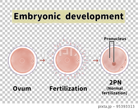 人類受精英文圖解 95393313