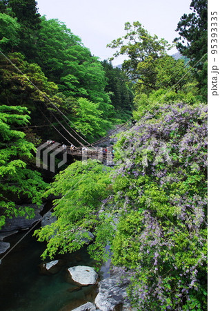 かずら橋 95393335