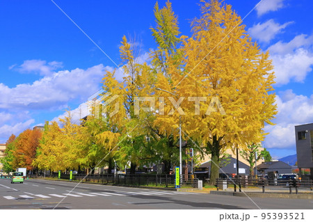 堀川今出川(京都市上京区)銀杏並木の紅葉 堀川今出川(京都市上京区)銀杏並木の紅葉 95393521