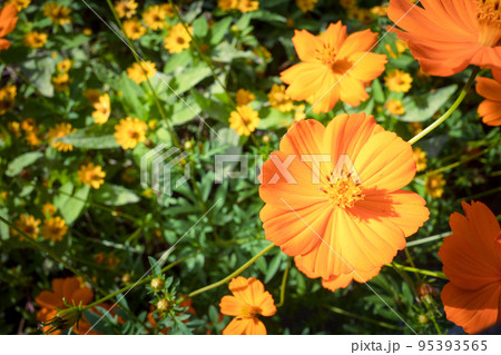 コスモスの花 95393565