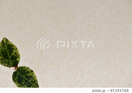 和紙と植物・ハツユキカズラの背景素材 95393768