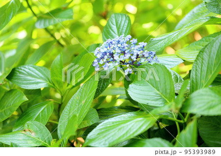 ウズアジサイの花 ウズアジサイの花 95393989