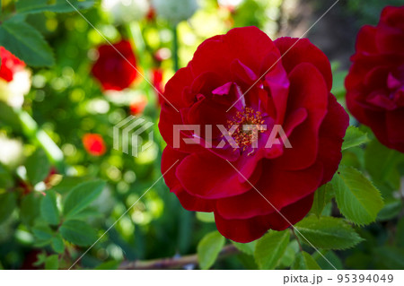 beautiful scarlet rose shot close-up 95394049