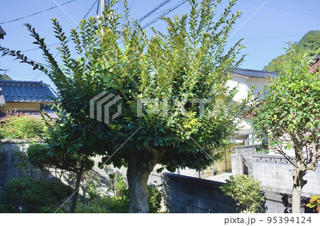 庭の伸びすぎた椎木の新芽（枝） 95394124