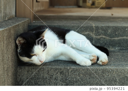 寝るからあっち行ってくれという顔の猫 寝るからあっち行ってくれという顔の猫 95394221
