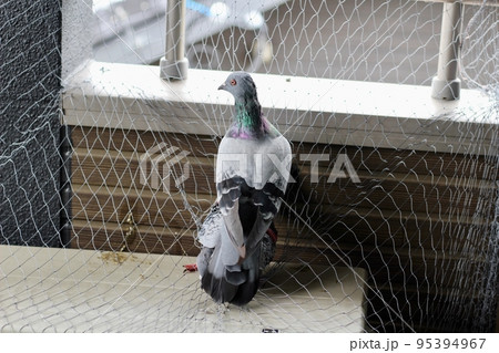 ベランダの害鳥ネットに絡まっている二羽の鳩 ベランダの害鳥ネットに絡まっている二羽の鳩 95394967