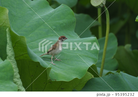 ハスの葉とすずめ ハスの葉とすずめ 95395232