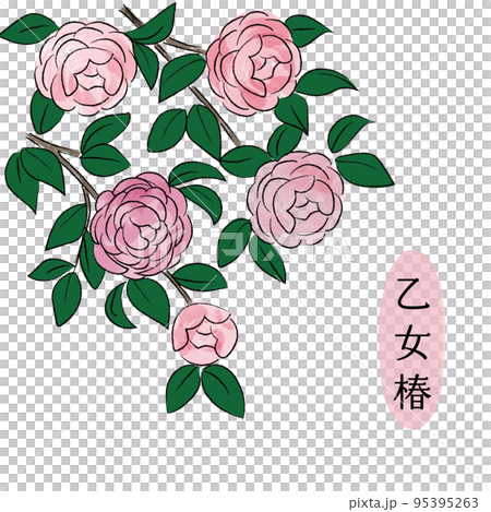 乙女椿のイラスト カラーのイラスト素材 [95395263] - PIXTA