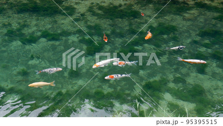 Many koi fish of various colors 95395515